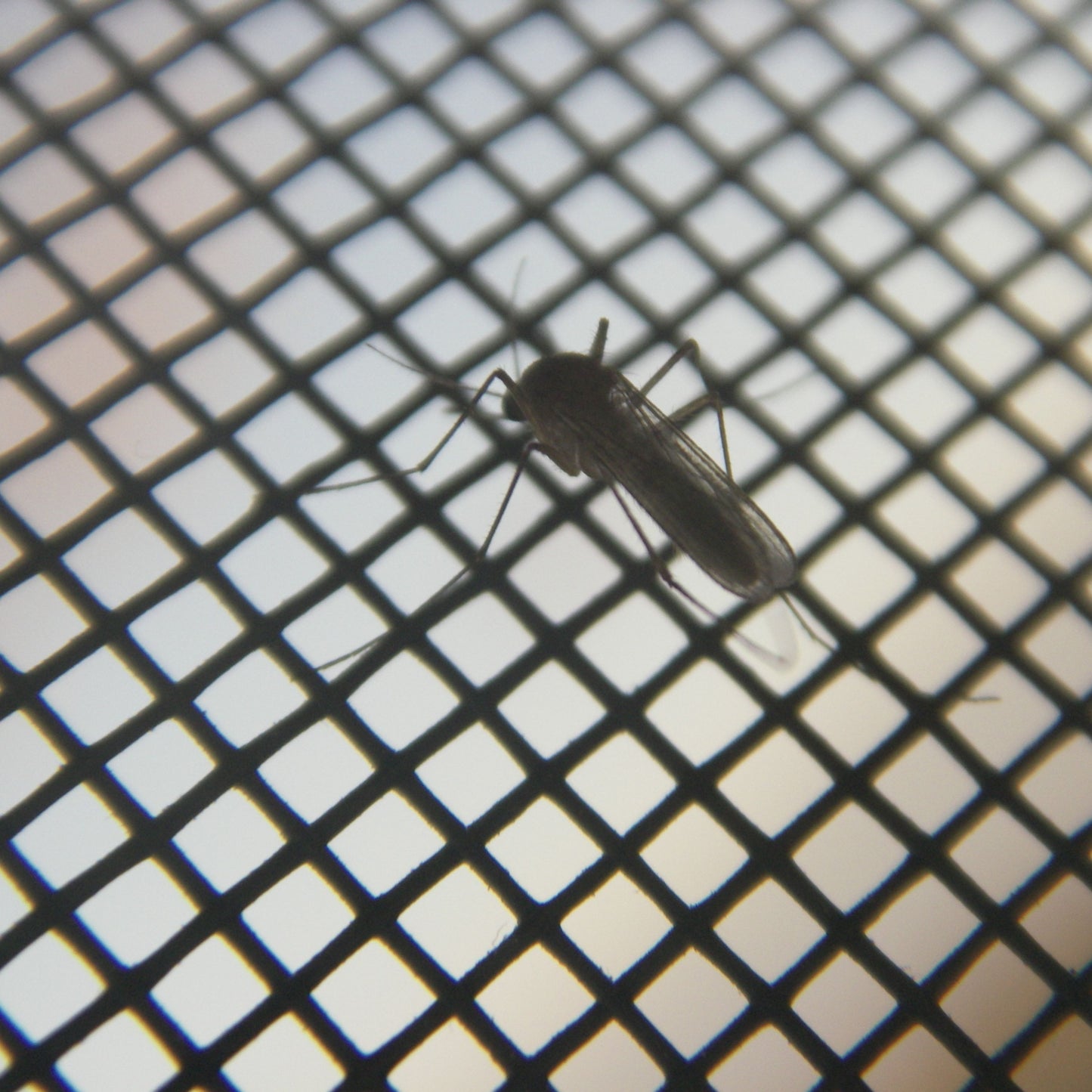 Magnetic Insect Screen